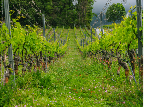 Beispiel eines biologisch bewirtschafteten Walliser Weinbergs